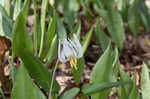 White troutlily <BR>White fawnlily